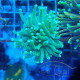 Euphyllia glabrescens full green Mariculture euphy3799