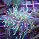 Euphyllia glabrescens Dragonsoul Top qualité élevage local euphy3804