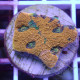 Acanthastrea echinata echinata111