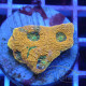 Acanthastrea echinata echinata115