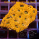 Acanthastrea echinata echinata120