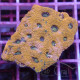 Acanthastrea echinata echinata120