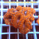 Acanthastrea lordhwensis AL2354