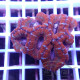 Acanthastrea lordhwensis AL2354