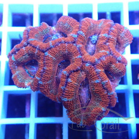 Acanthastrea lordhwensis AL2354