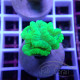 Caulastrea vert fluo Elevage local caula364