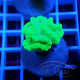 Caulastrea vert fluo Elevage local caula364