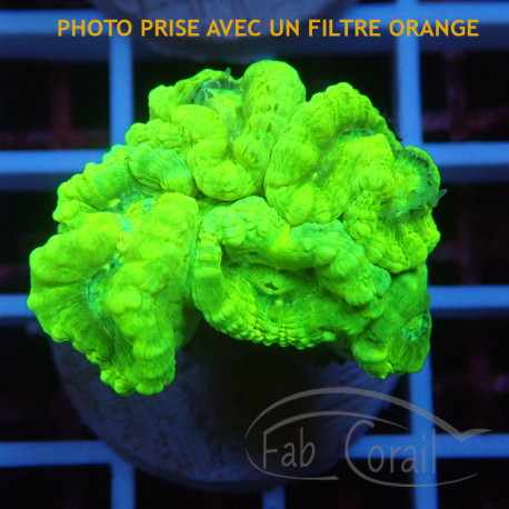 Caulastrea vert fluo Elevage local caula365