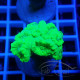 Caulastrea vert fluo Elevage local caula365