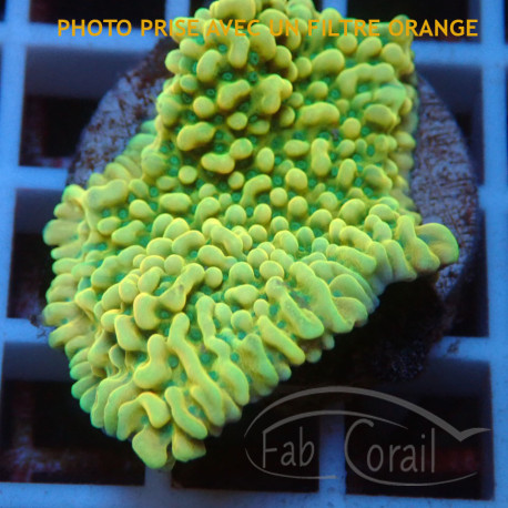 Montipora beach bum elevage local monti1485