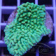 Montipora beach bum elevage local monti1485