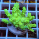 Acropora echinata ice and fire fidji acro8080