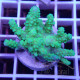 Acropora echinata ice and fire fidji acro8080