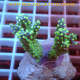 Acropora humilis fidji acro8082