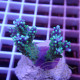 Acropora humilis fidji acro8082