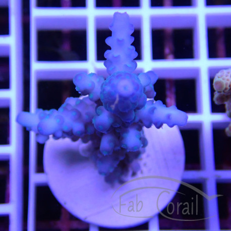 Acropora floridae Indonésie acro8086