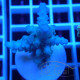 Acropora floridae Indonésie acro8086