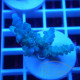 Acropora gomezi Indonésie acro8087