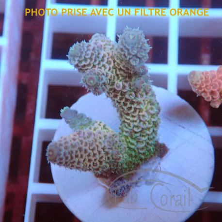 Acropora millepora Indonésie acro8090