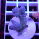 Acropora millepora Indonésie acro8090