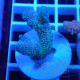 Acropora millepora Indonésie acro8090