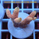 Acropora millepora Indonésie acro8093