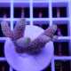 Acropora millepora Indonésie acro8093