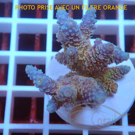 Acropora millepora Indonésie acro8094