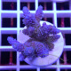 Acropora millepora Indonésie acro8094