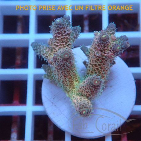 Acropora millepora Indonésie acro8097