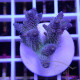 Acropora millepora Indonésie acro8097