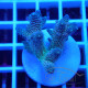 Acropora millepora Indonésie acro8097