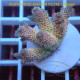 Acropora millepora Indonésie acro8098