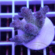 Acropora millepora Indonésie acro8098