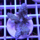 Acropora tenuis Indonésie acro8103