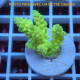 Acropora sp Indonésie acro8104