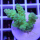 Acropora sp Indonésie acro8104