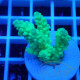 Acropora sp Indonésie acro8104