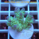 Acropora sp Indonésie acro8105