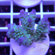 Acropora sp Indonésie acro8105