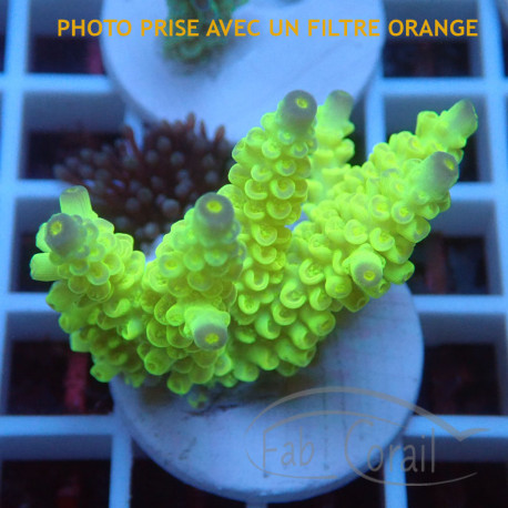 Acropora sp Indonésie acro8106