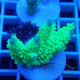 Acropora sp Indonésie acro8106