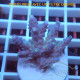 Acropora tenuis duo Indonésie acro8108