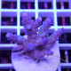 Acropora tenuis duo Indonésie acro8108