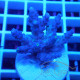 Acropora tenuis duo Indonésie acro8108