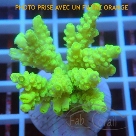 Acropora tenuis Indonésie acro8110