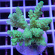 Acropora tenuis Indonésie acro8110