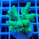 Acropora tenuis Indonésie acro8110