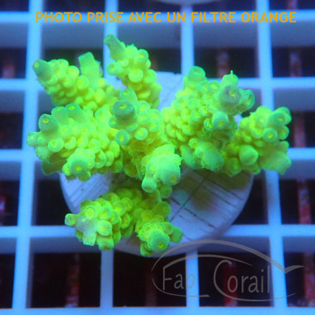 Acropora tenuis Indonésie acro8111