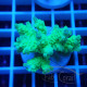 Acropora tenuis Indonésie acro8111